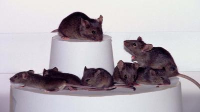 فئران أفريقية للكشف عن الألغام والتفتيش
