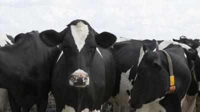 الأزمة بين تركيا وهولندا تصل إلى الأبقار