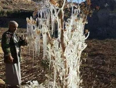شاهد بالصور .. الثلج يكسو الإشجار من شدة الصقيع في محافظة صنعاء