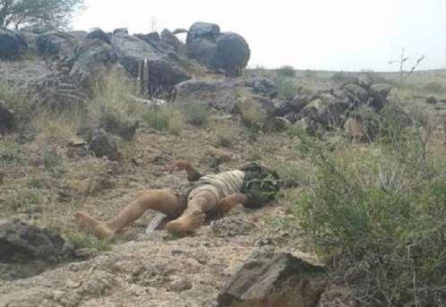 قبائل آل حميقان بالبيضاء تطالب المنظمات الإنسانية بإنتشال جثث الحوثيين 