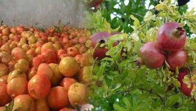 ارتفاع إنتاجية اليمن من ثمار الرمان خلال العام الجاري