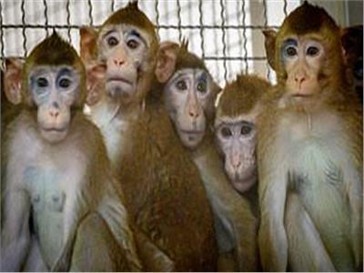 الصين تبلغ عن أول حالة وفاة بشرية .. هذه أعراض الفيروس القردي 