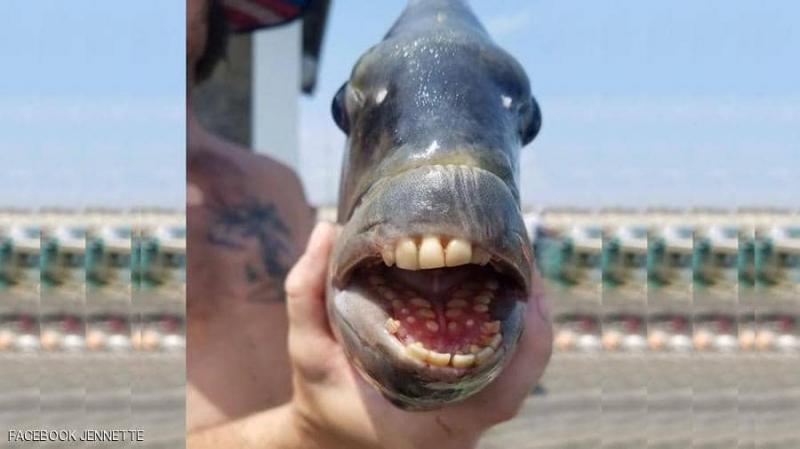 اصطياد سمكة مخيفة ذات "أسنان بشرية"