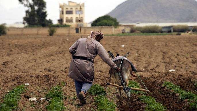 زراعة اليمن تحت وطأة تقلبات المناخ.. خسائر كبيرة بعد 6 أشهر من الجفاف